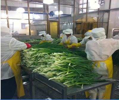 脫水蔬菜、脫水蔥片、調(diào)味包、餅干專用、烘焙料,廠家直銷